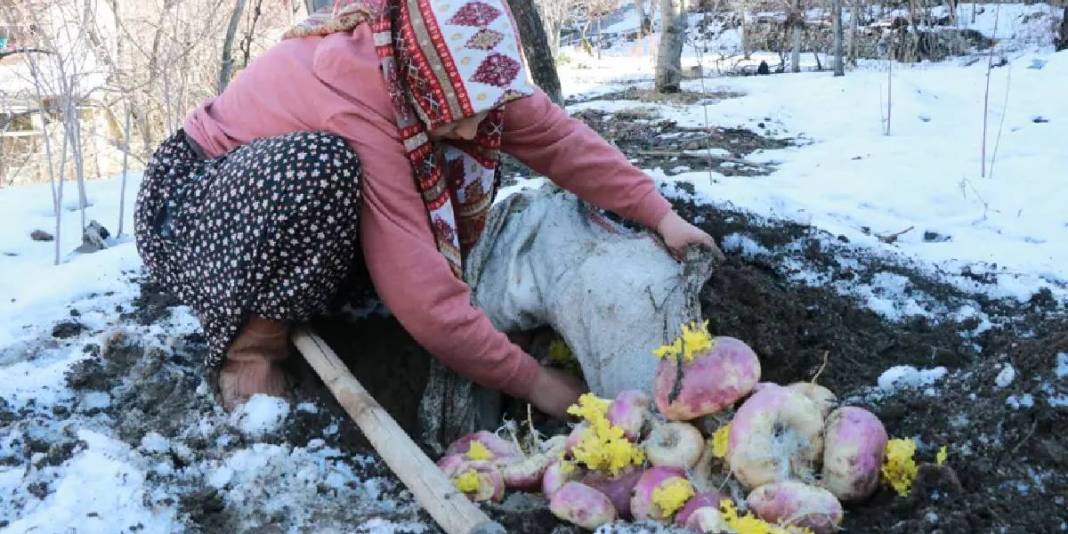 Önce hasat ediliyor sonra toprak altına gömülüyor! Asırlardır uygulanan yöntem: Bu sayede tazeliğini koruyor 3